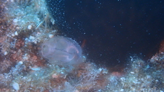 Clavelina