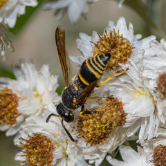 Euodynerus foraminatus