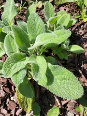 Stachys byzantina