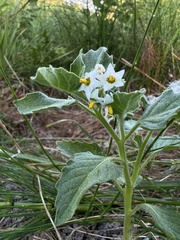 Solanum physalifolium