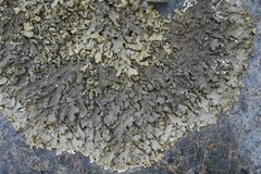 Xanthoparmelia pulla