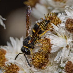 Euodynerus foraminatus