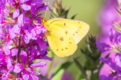 Colias eurytheme