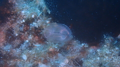 Clavelina
