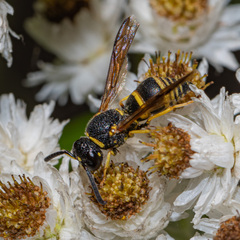 Euodynerus foraminatus