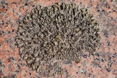 Xanthoparmelia pulla