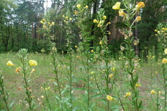 Oenothera