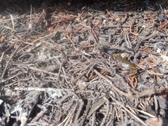 Eleutherodactylus campi