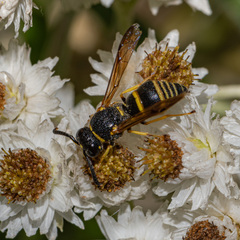 Euodynerus foraminatus