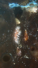 Hermodice carunculata