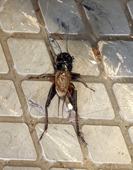 Gryllus