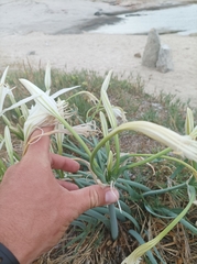 Pancratium maritimum