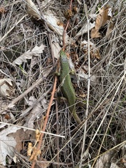 Lacerta viridis