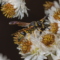 Euodynerus foraminatus