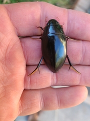 Hydrophilus triangularis