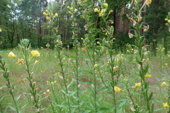 Oenothera