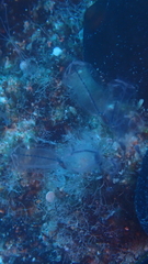 Clavelina