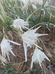 Pancratium maritimum