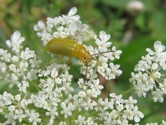 Cteniopus sulphureus