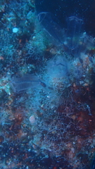 Clavelina