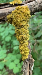 Xanthoria parietina