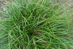 Carex ericetorum