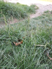 Festuca