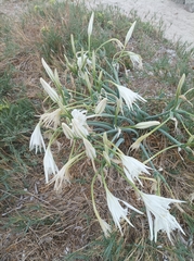 Pancratium maritimum