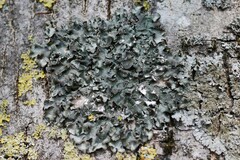 Pleurosticta acetabulum