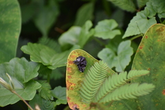 Ricaniidae