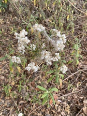 Pseudognaphalium californicum