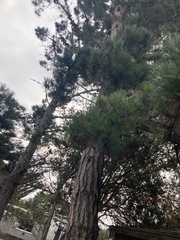 Pinus radiata