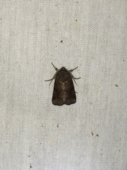 Lacinipolia meditata