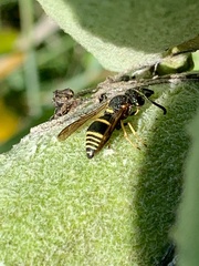 Euodynerus foraminatus