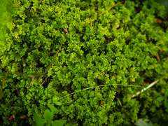 Trichocolea tomentella