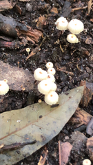 Marasmius rotula