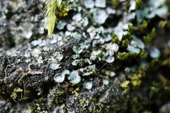 Normandina pulchella