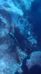 Pterois miles