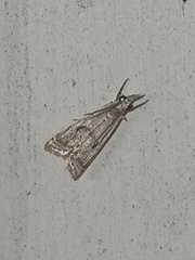Microcrambus elegans