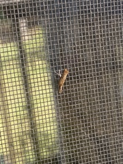 Tineinae