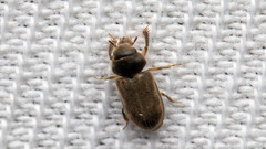 Heterocerus fenestratus