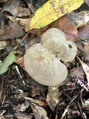 Lactarius argillaceifolius