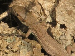 Lacerta viridis