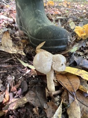 Lactarius argillaceifolius