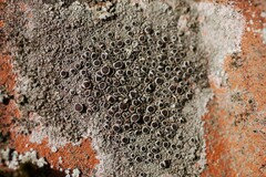 Lecanora campestris