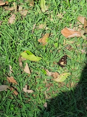 Amauris albimaculata