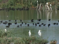 Egretta garzetta garzetta