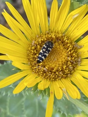 Acmaeodera macra