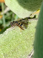 Euodynerus foraminatus