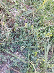 Melilotus officinalis